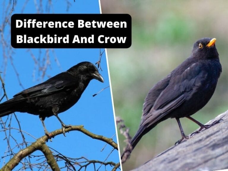 Difference Between Blackbird And Crow
