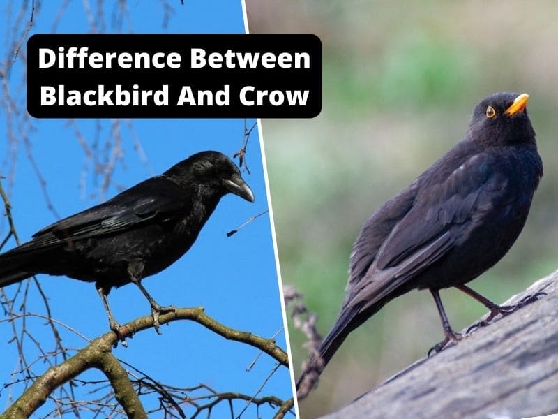 Difference Between Blackbird And Crow - cópia