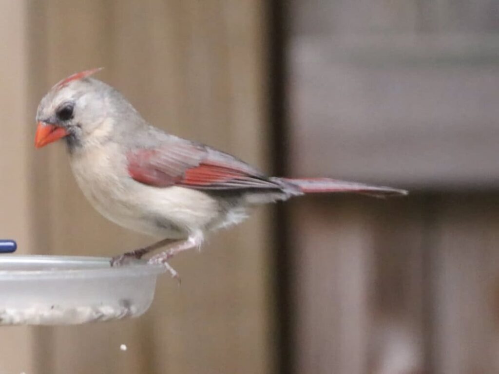 Dilute plumage cardinal