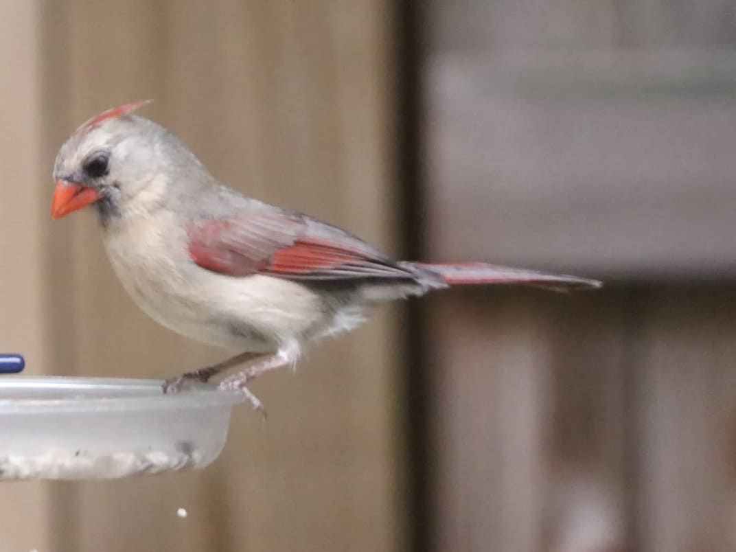 Albino, White & Leucistic Cardinals BirdieExpert