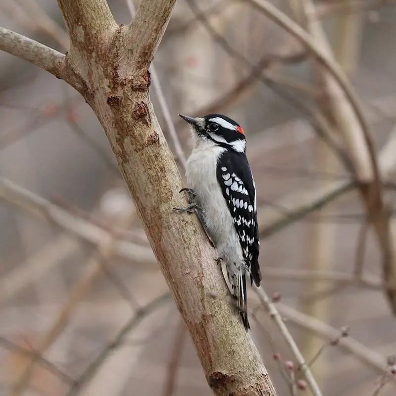 Downy Woodpecker