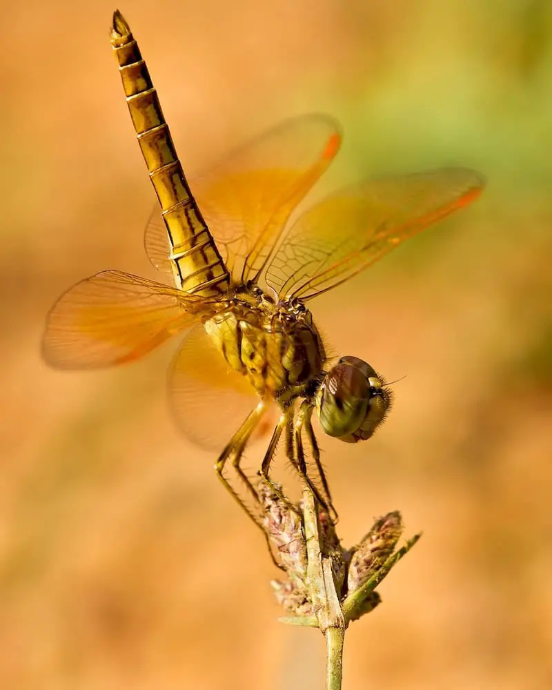 Dragonfly