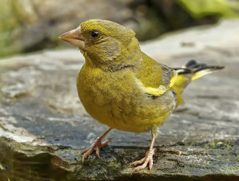 European Greenfinch