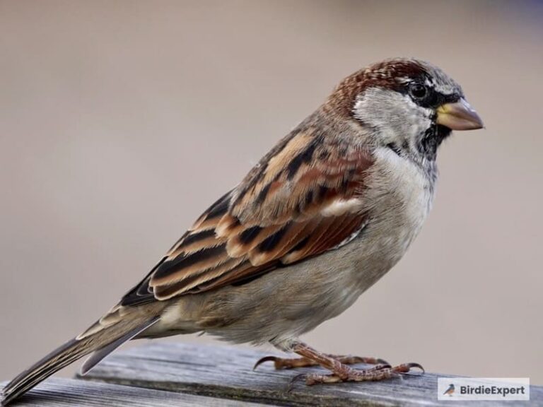How Long Do Sparrows Live?