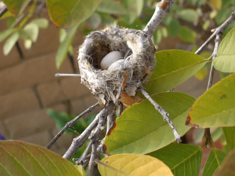 How Many Eggs Do Hummingbird Lay