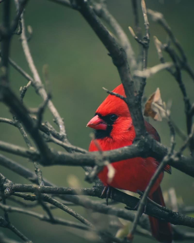 selling cardinal in my backyard