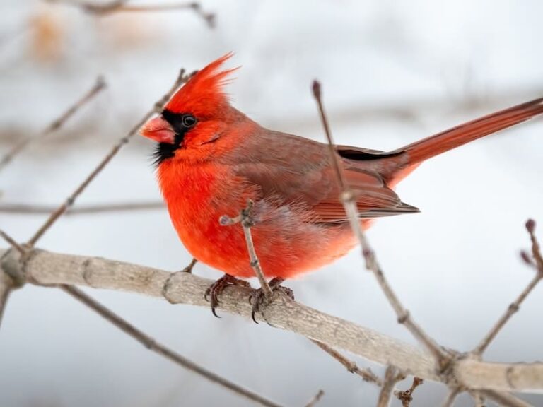 How To Attract Cardinals To Your Yard? 