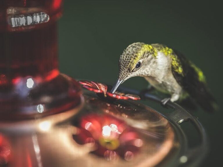 How To Keep Ants Out Of Hummingbird Feeders?