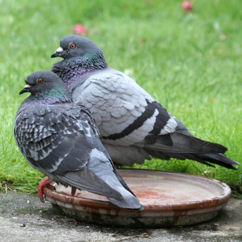 Identify Male and Female Pigeons