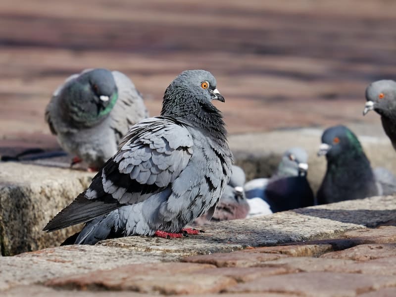 Identify Male and Female Pigeons (Male vs Female)