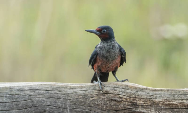 Lewis’s Woodpecker