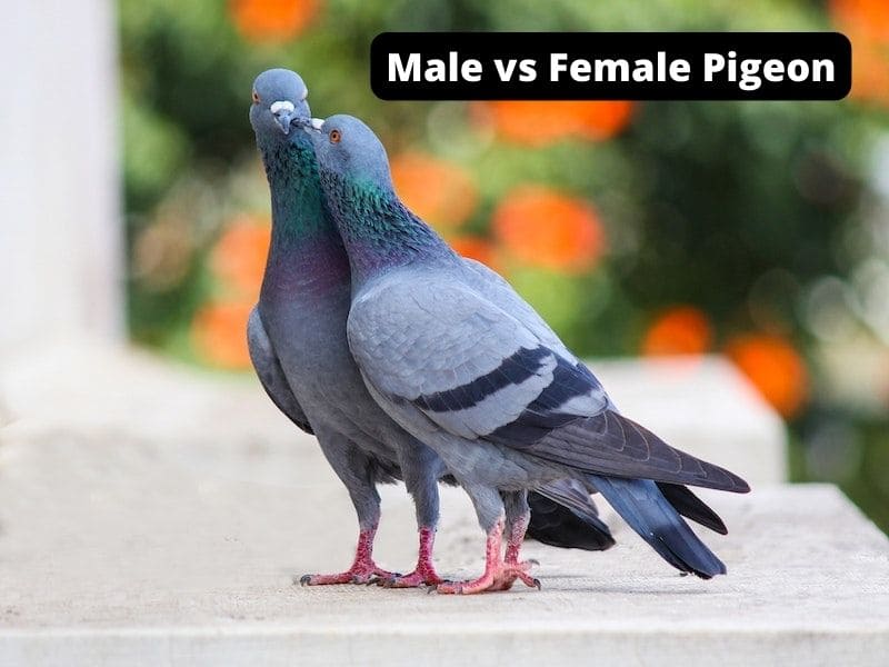Male vs Female Pigeon
