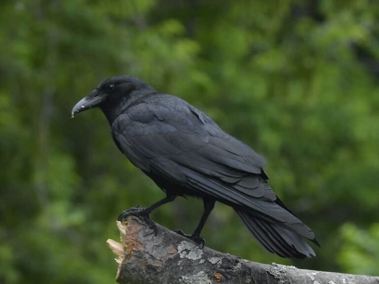 Number Of Crow Meaning: 1, 2, 3, 4, 5, 6, 7, 8