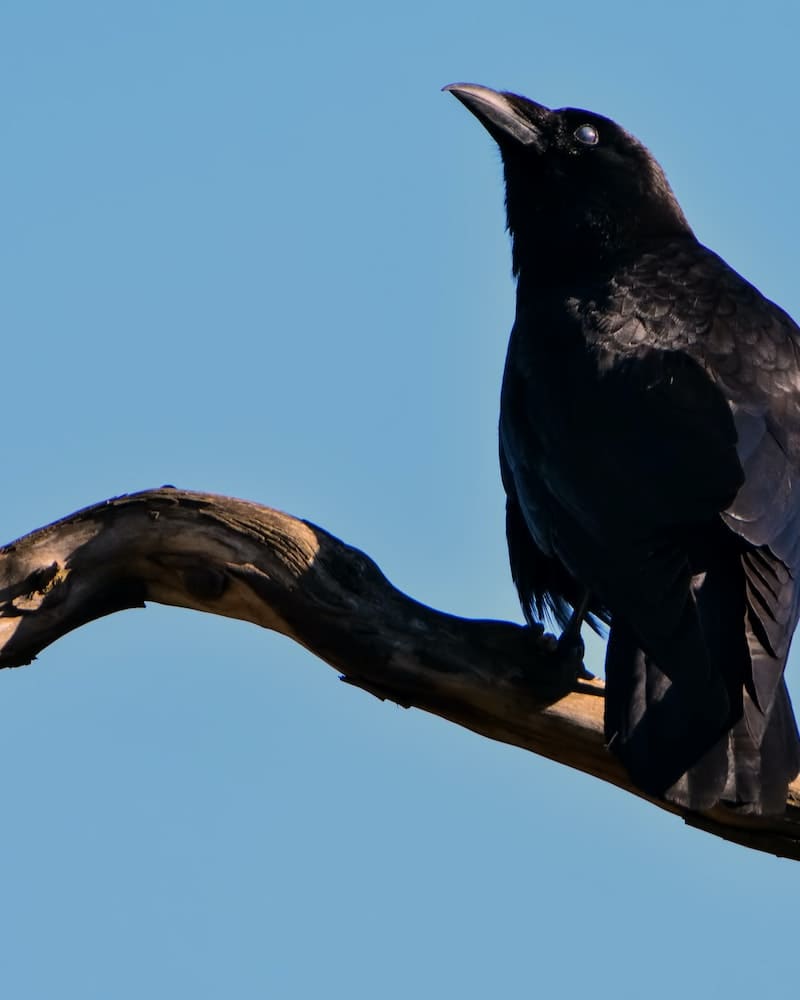 flocks of crows meaning