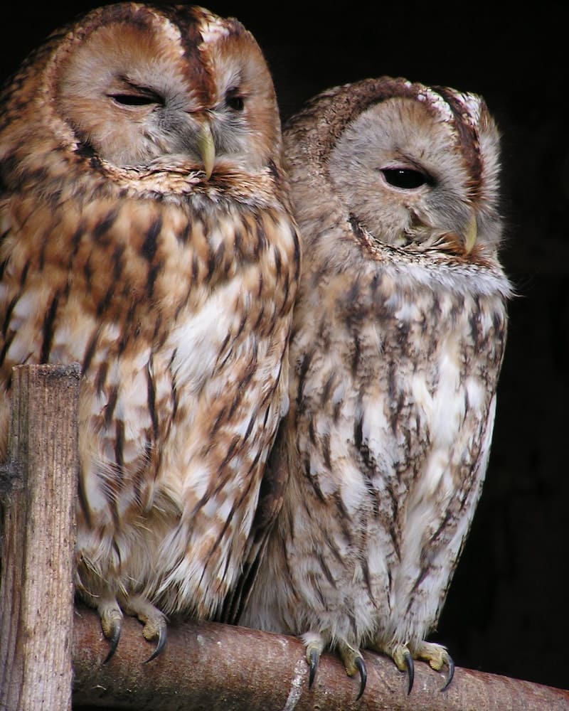 two Owls