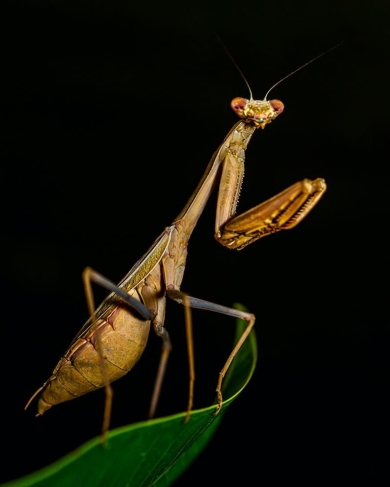 Praying Mantis