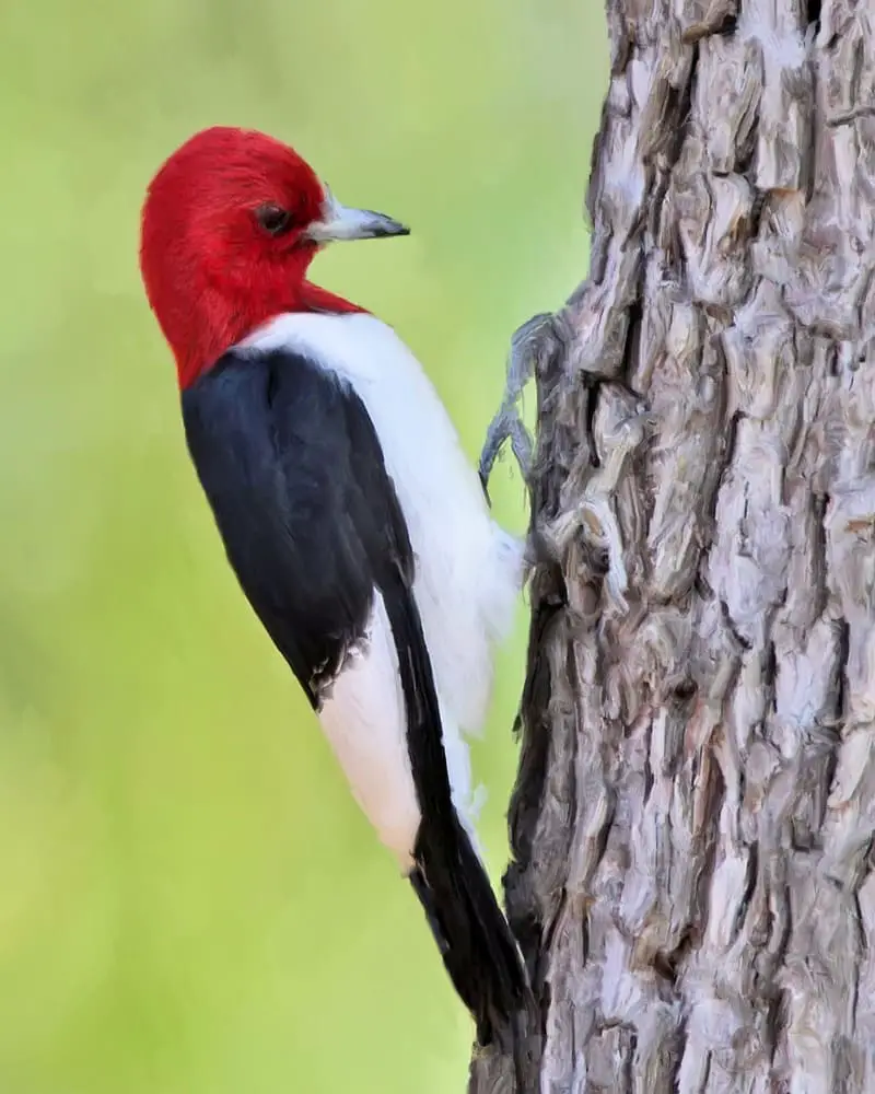 Red-headed Woodpecker