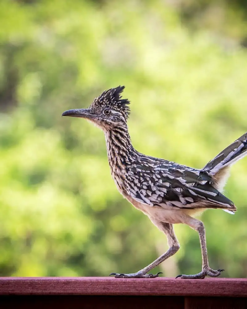 Roadrunner Eats Hummingbirds