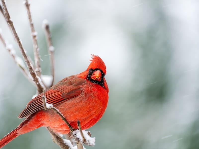 Spiritual meaning of the cardinal in the backyard