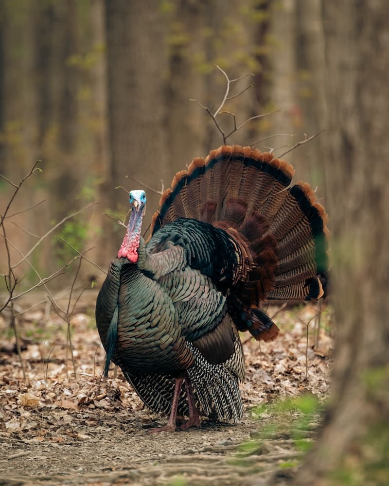 turkey in the forest
