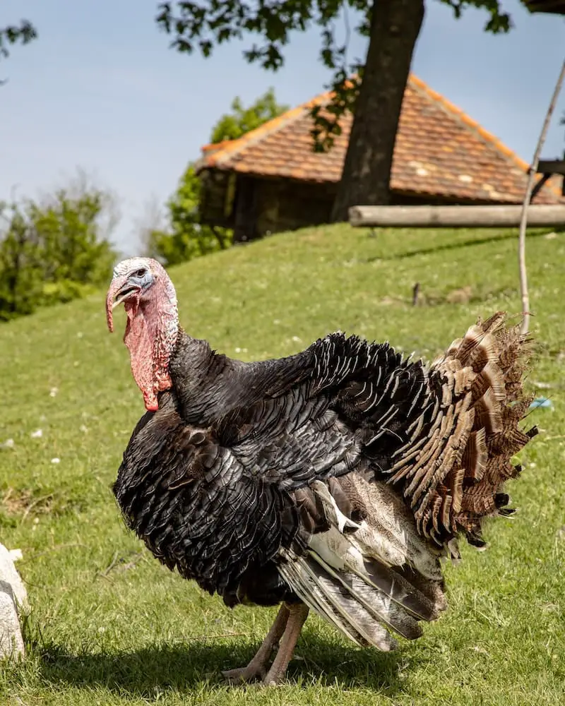 turkey walking in the garden