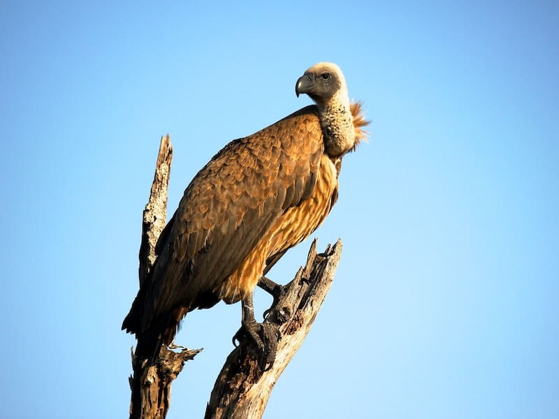 Vulture on a tree trunk