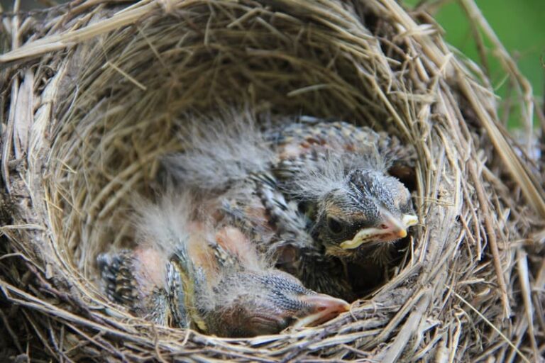 What Do Baby Robins Eat? [Step by Step] BirdieExpert