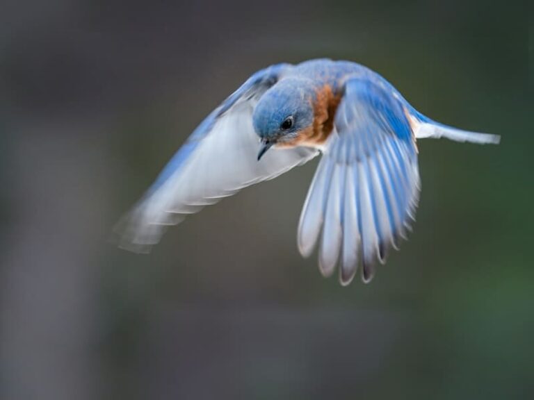What Does It Mean Spiritually When You See A Bluebird?