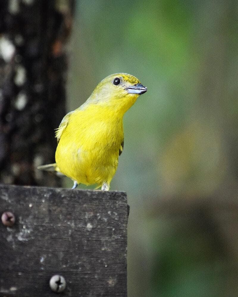 What Does It Mean When You See A Yellow Bird