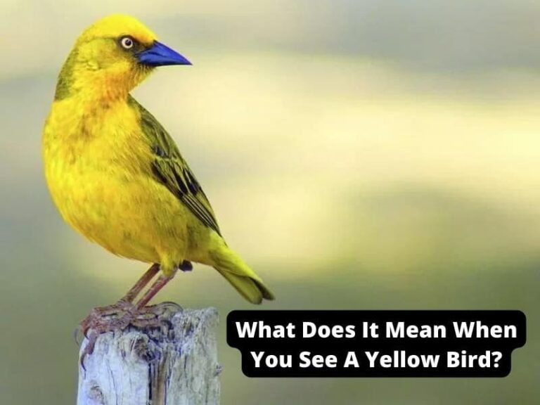 What Does It Mean When You See A Yellow Bird?