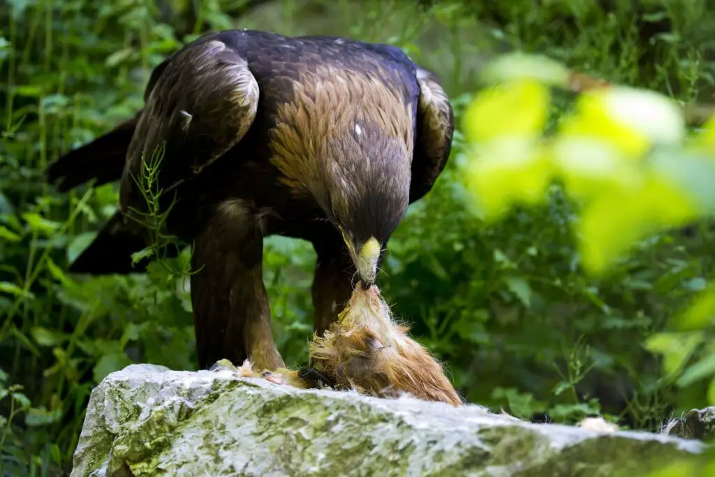 What Eats Eagles