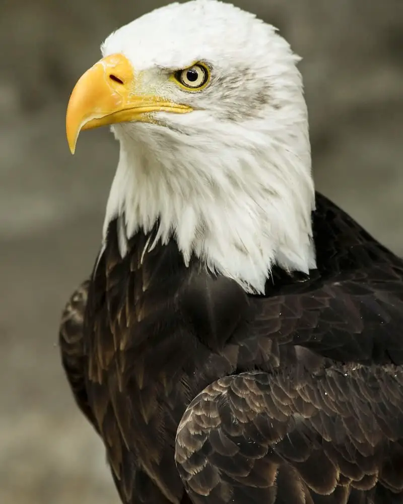 What Are Eagle’s Predators