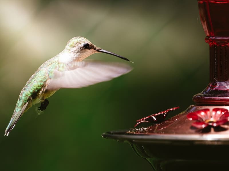 What Eats Hummingbirds