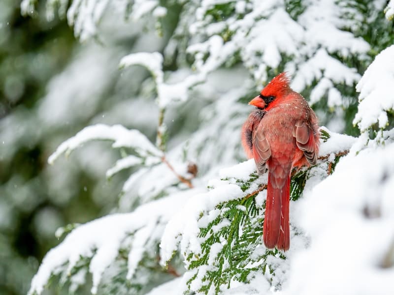 What does the red Cardinal symbolize at Christmas time