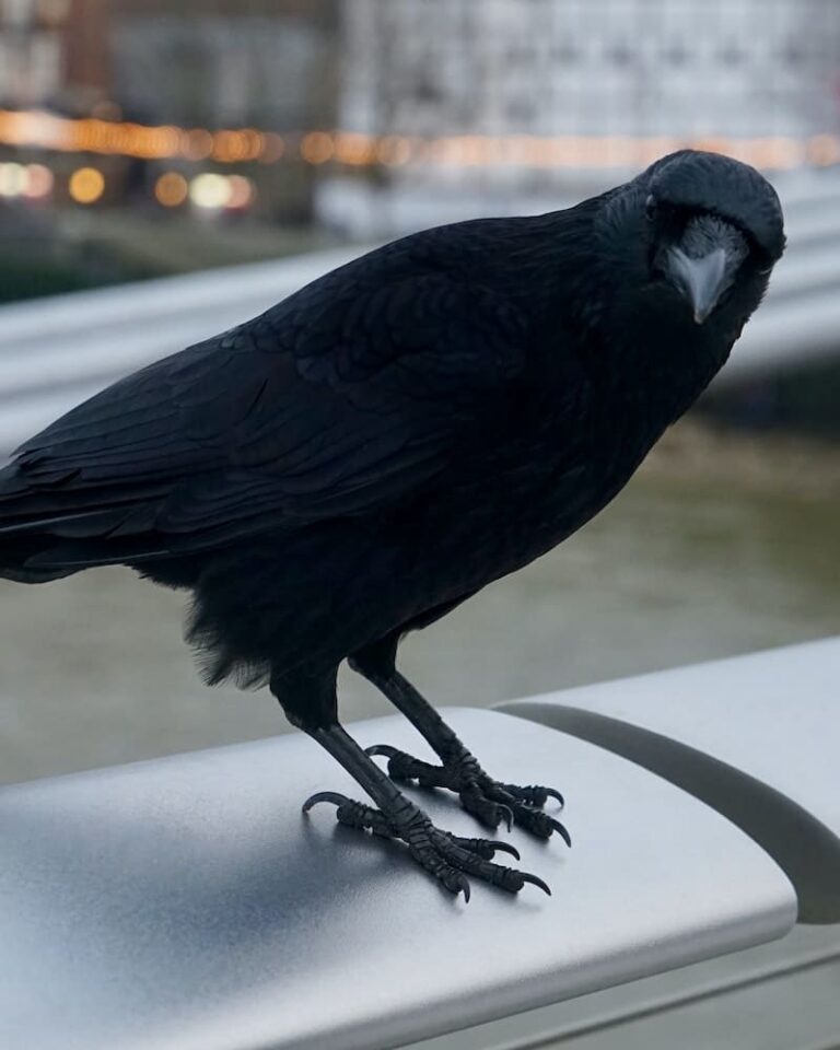 Number Of Crow Meaning: 1, 2, 3, 4, 5, 6, 7, 8 [Answered]