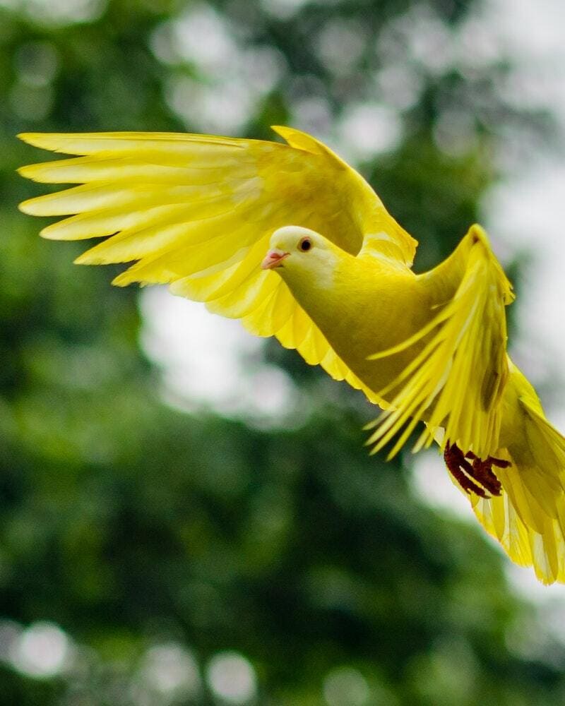 Yellow Bird Symbolism