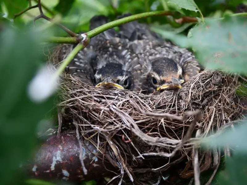 baby robins