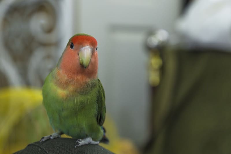 Rosy-Faced Lovebird