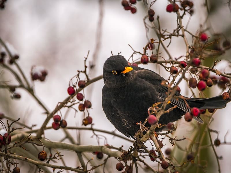 blackbird eating