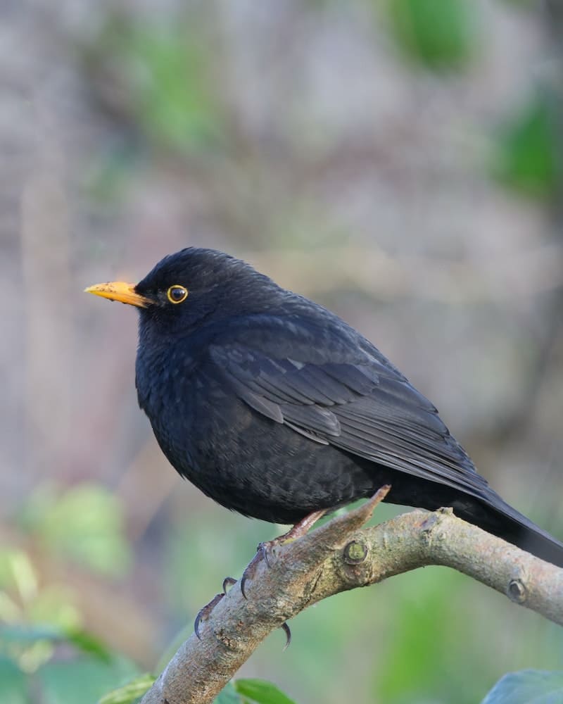 the blackbird is the same thing as a crow