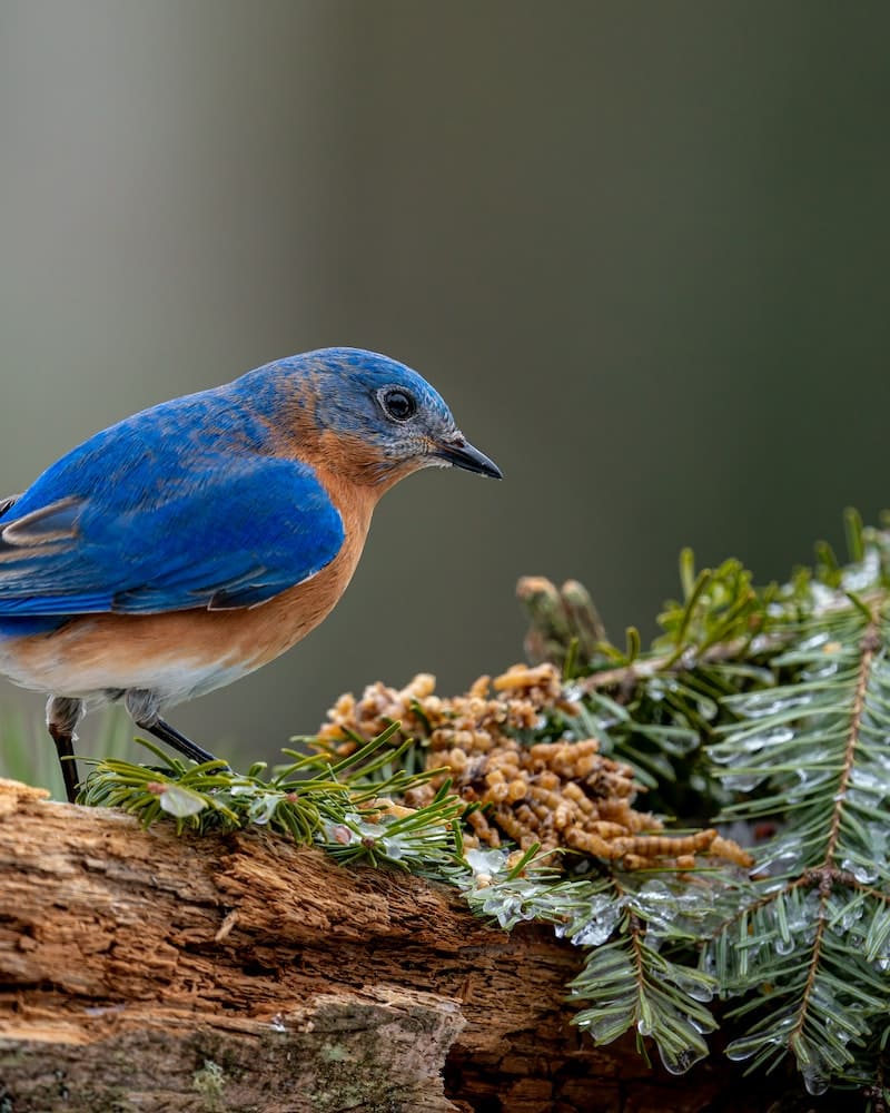 blue bird in a pine tree