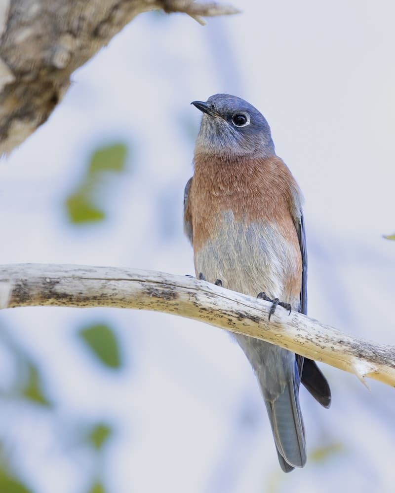 blue bird on top of a tree trunk