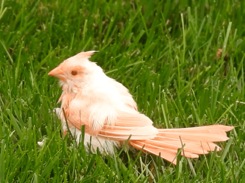 cardinal albino