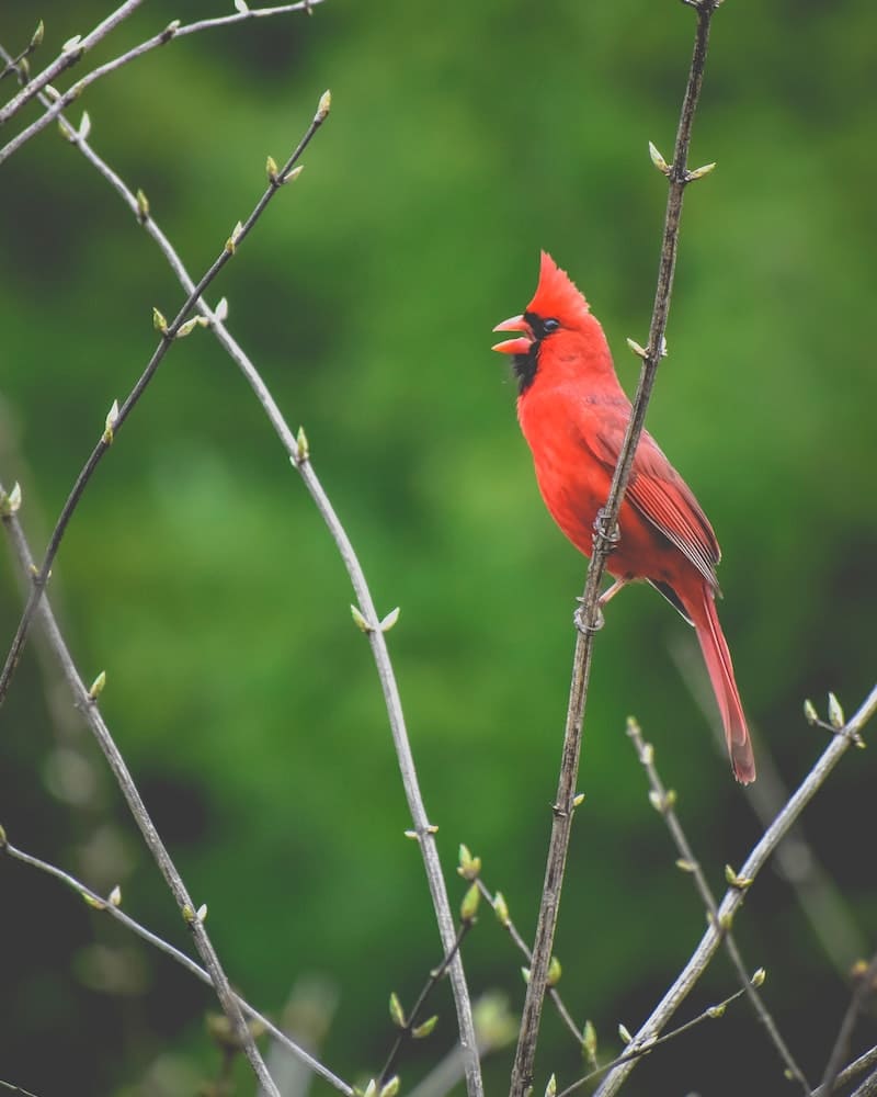 cardinal bird singing in my Yard