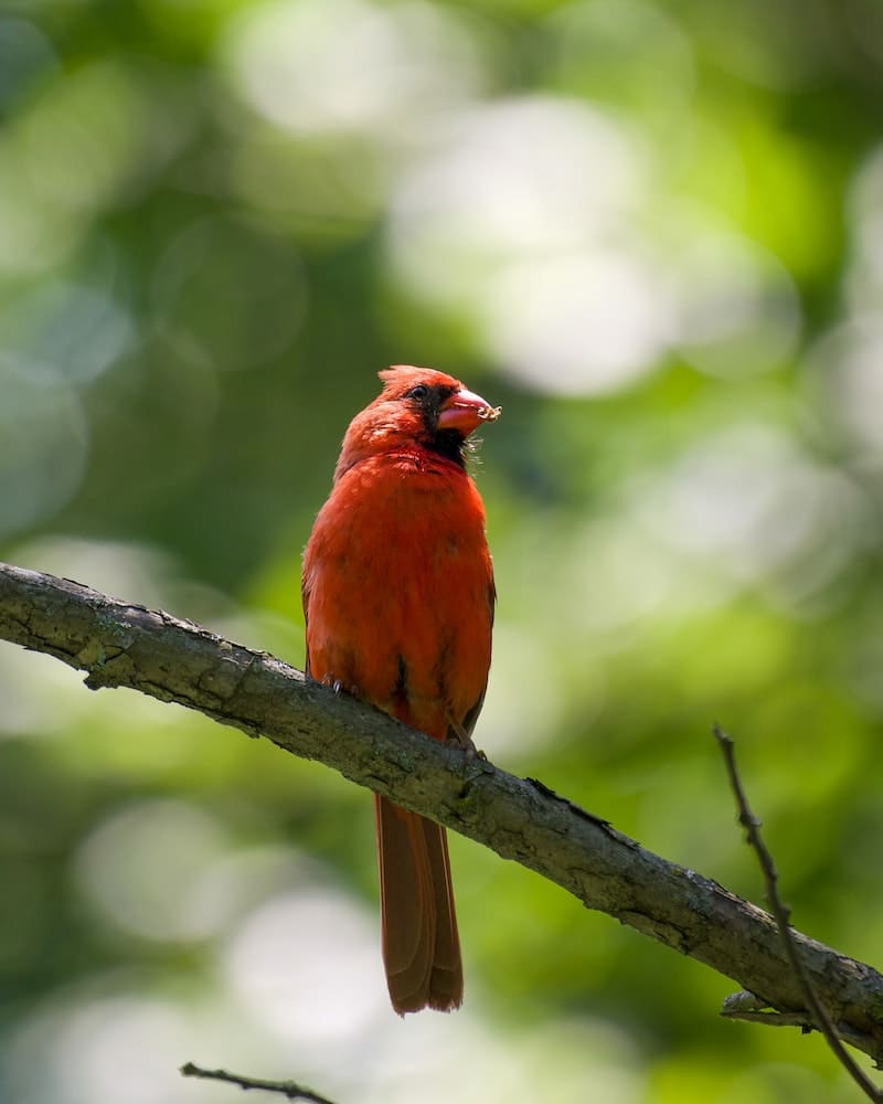 spiritual meanings about red cardinal
