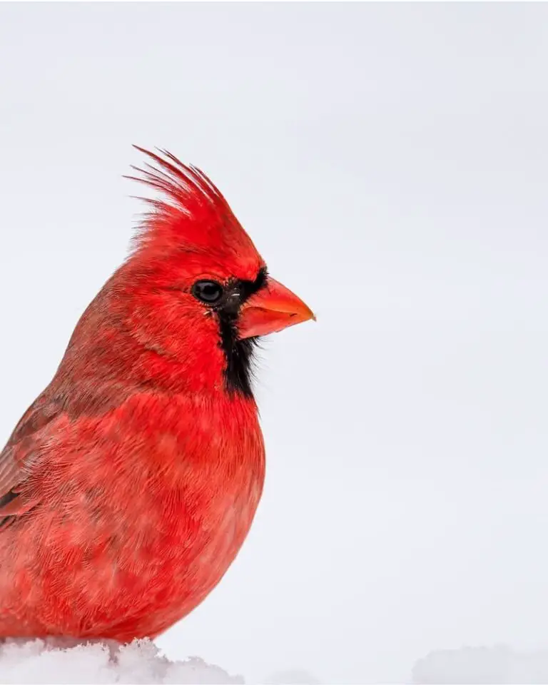 What Does It Mean When You See A Red Cardinal?