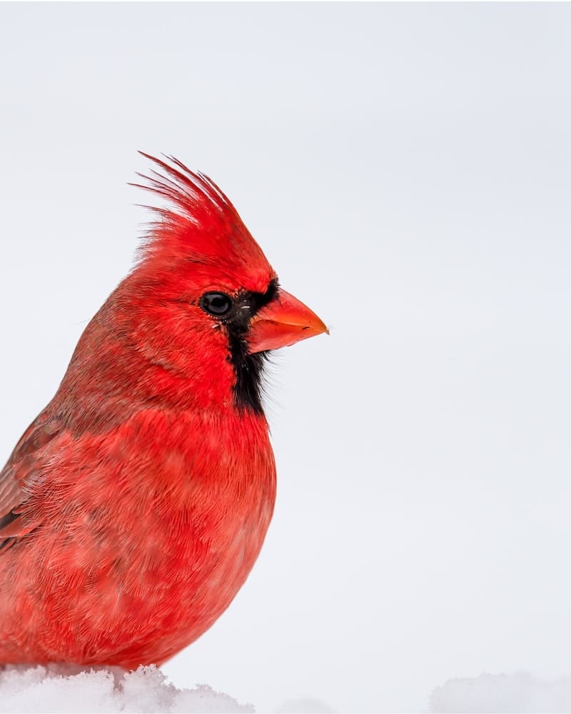 cardinal meaning and symbolism-copy-0