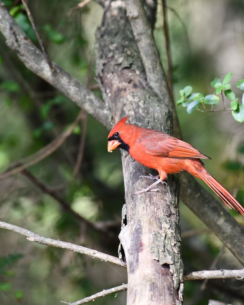 cardinal on tree trunk