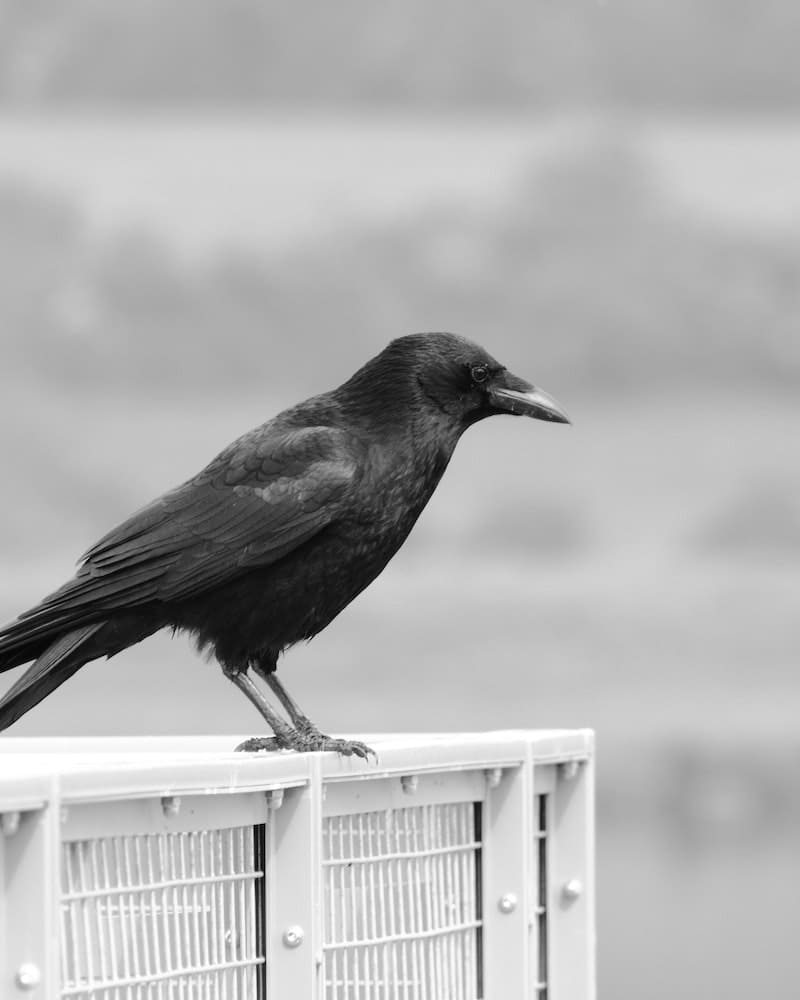 crow on top of a cage