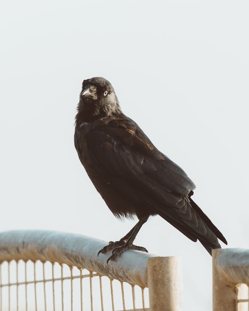 crow on top of a gate